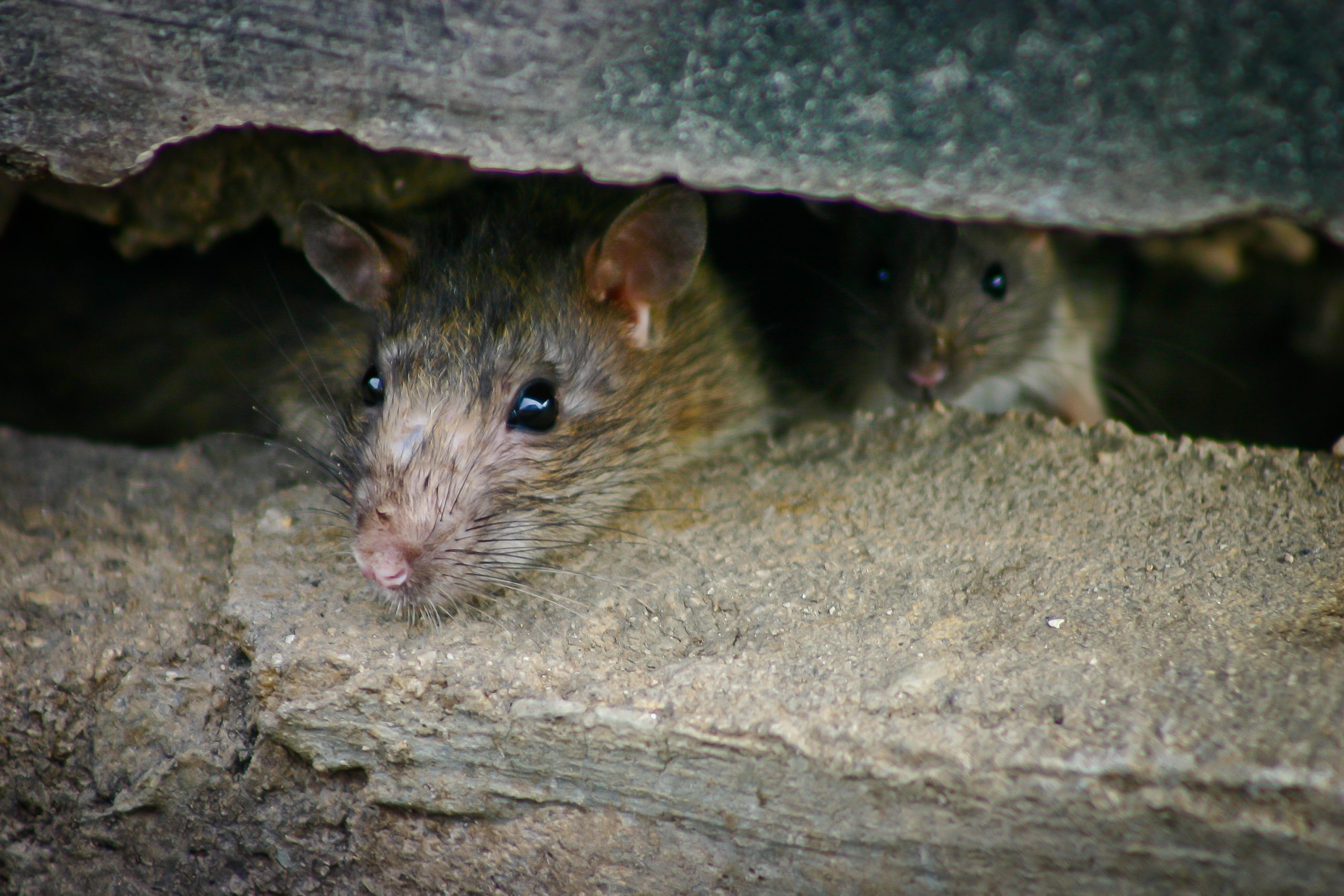 Rato no banheiro sobe na perna da pessoa