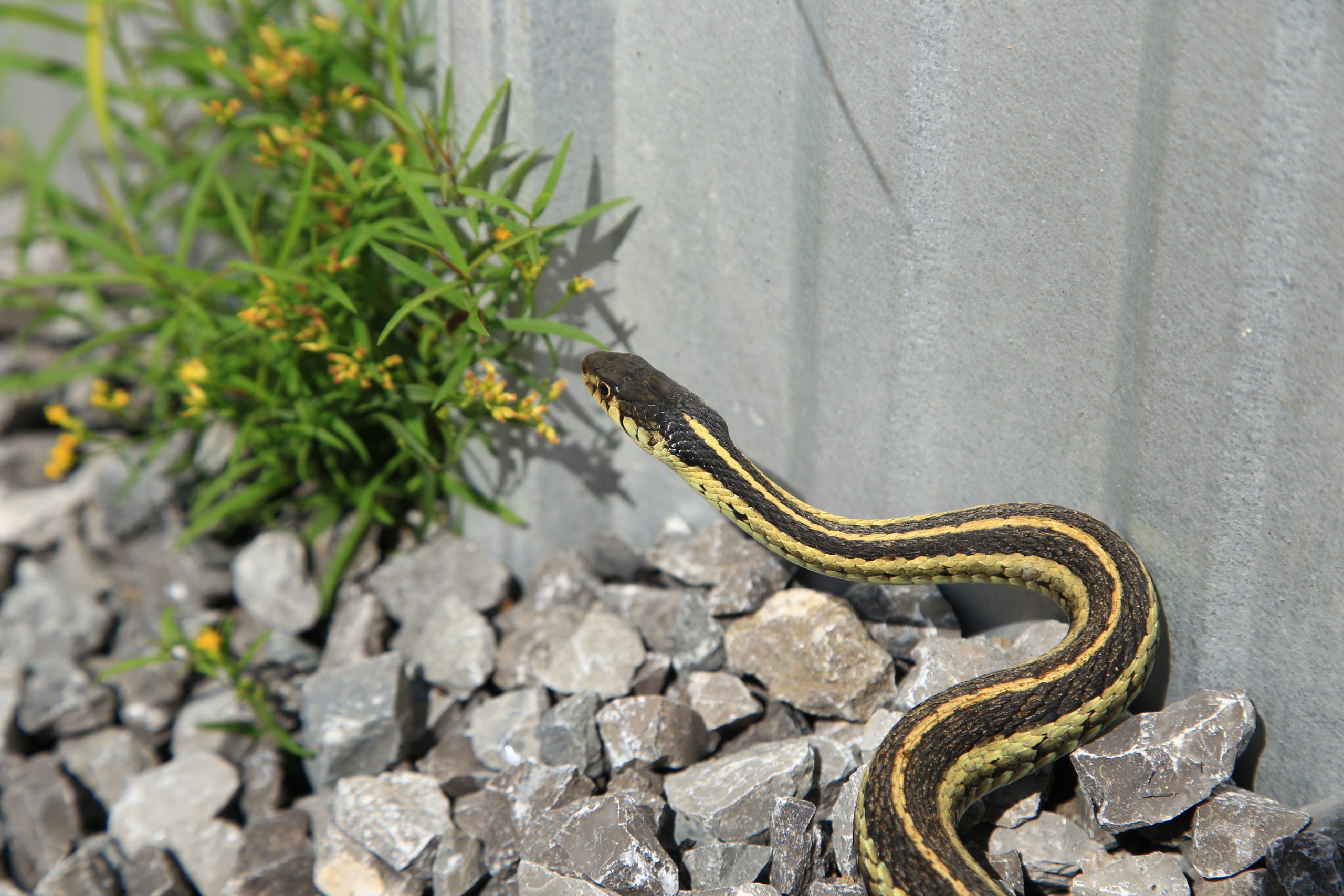 Cobras venenosas em Santa Catarina; saiba mais e quais os cuidados - NSC  Total