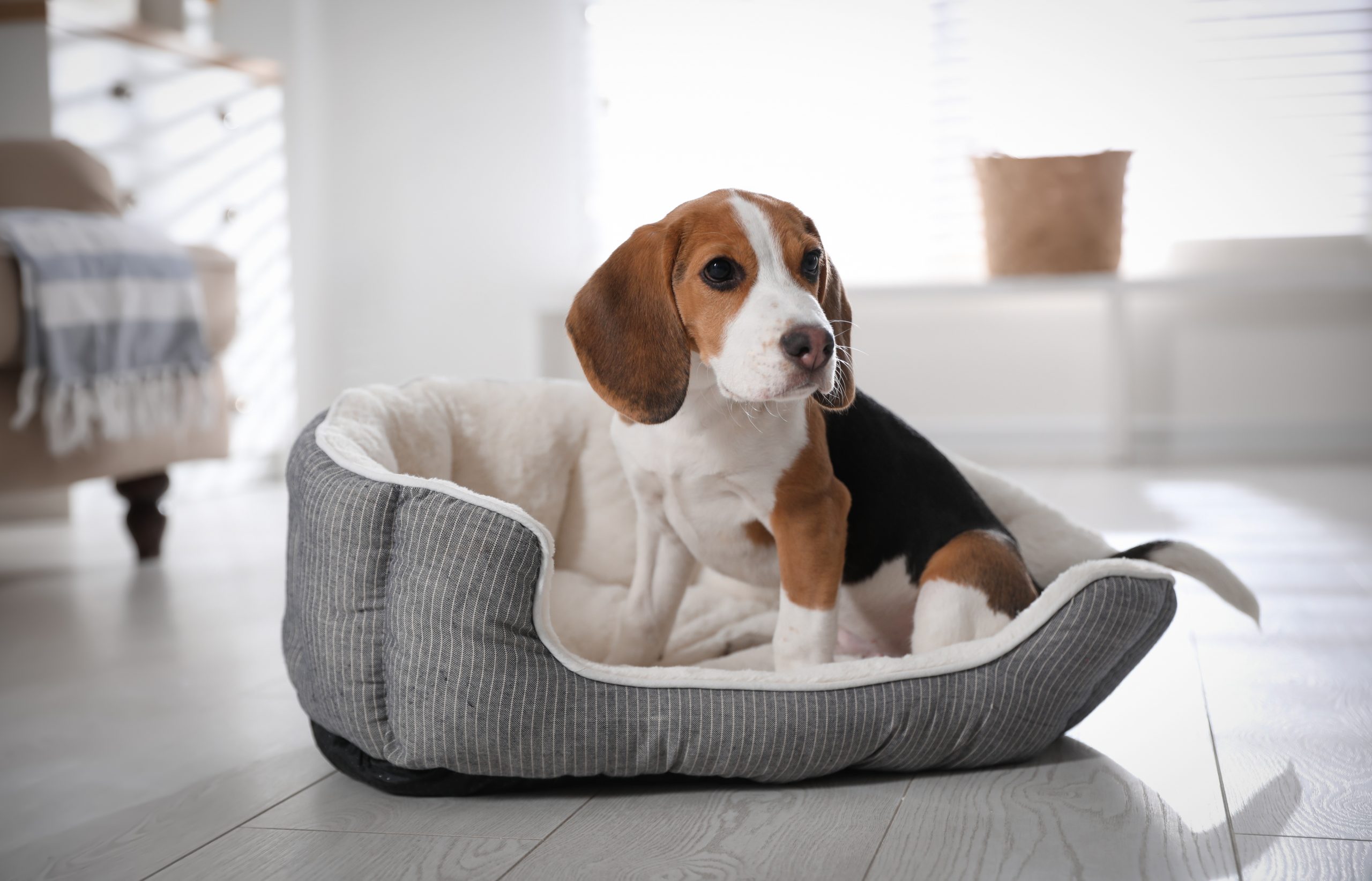 Caminhas de Cachorro Melhores Preços