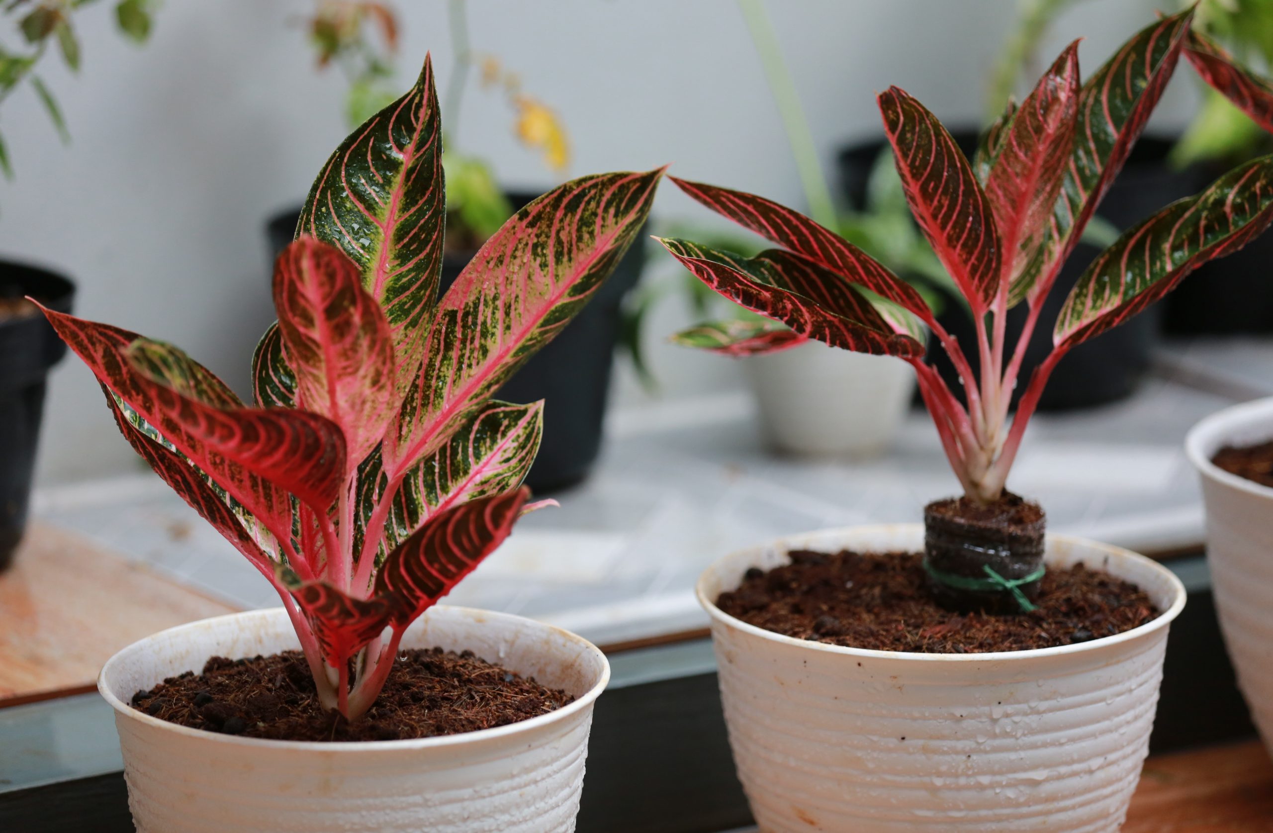 7 PLANTAS que suportam locais com POUCA LUZ 