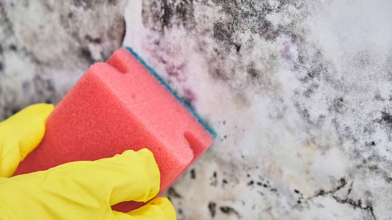 Mão protegida por luva limpa parede mofada com auxílio de esponja