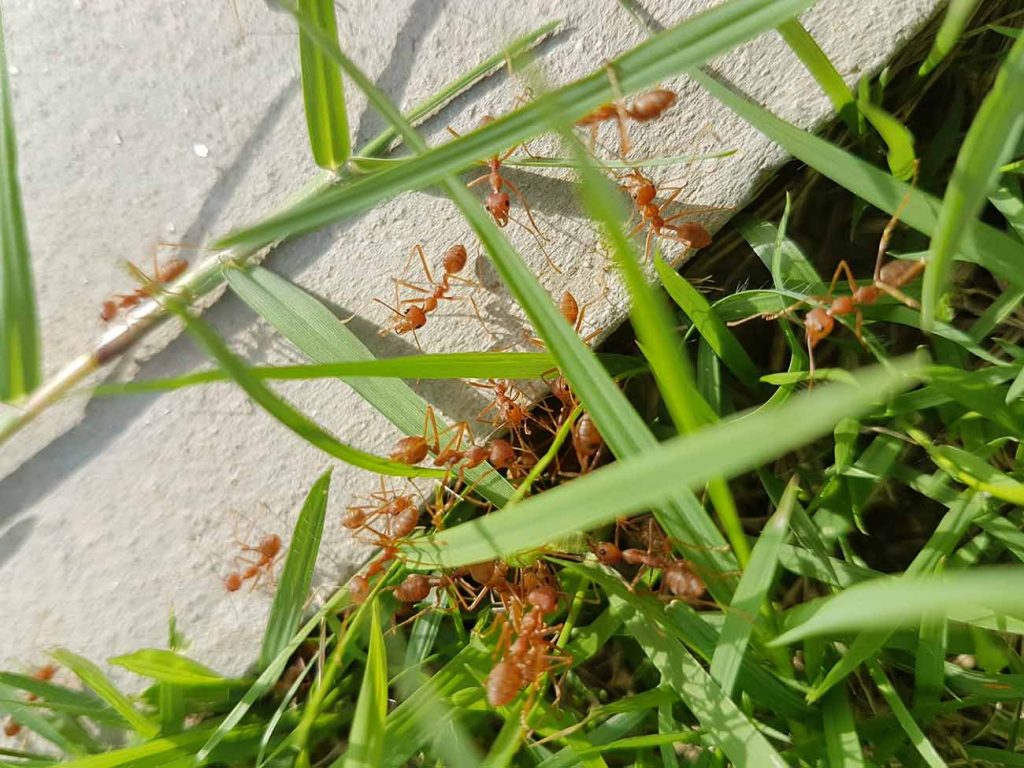 Grupo de formigas cortando folhas da grama próximo a uma área acimentada 