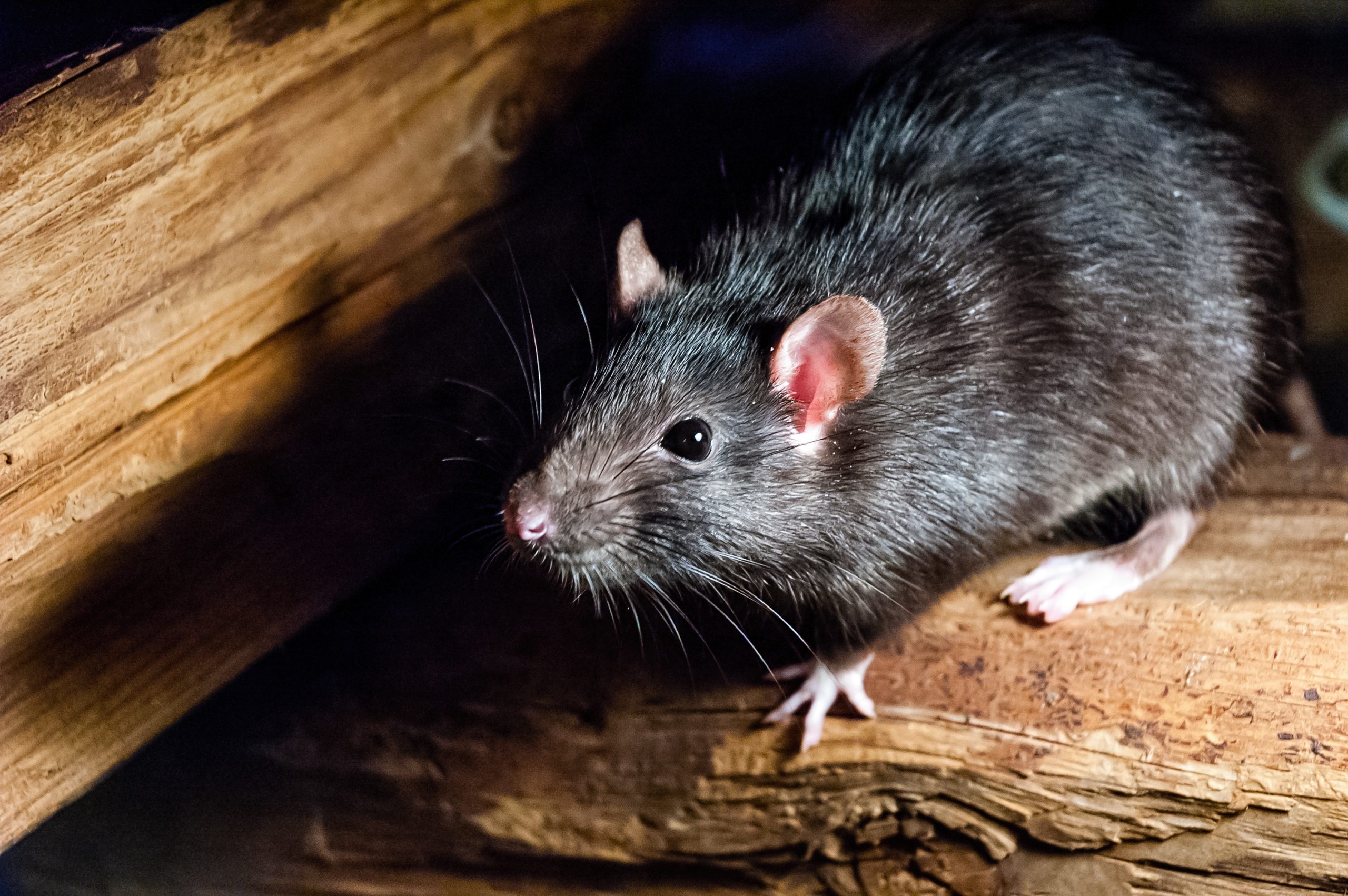 Tipos de ratos: você conhece todos?