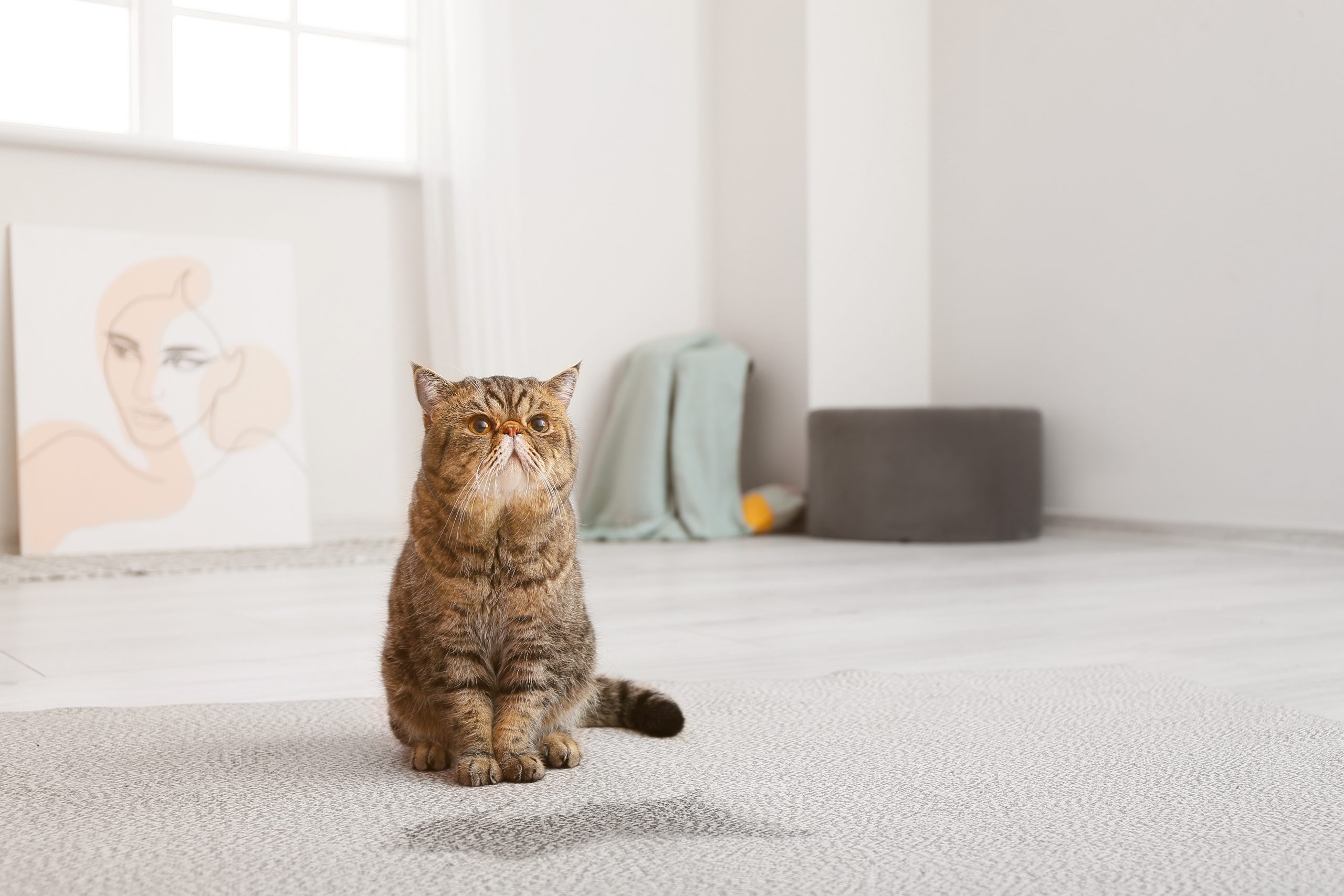 Caixa de areia para gatos - Como escolher para o seu bichano